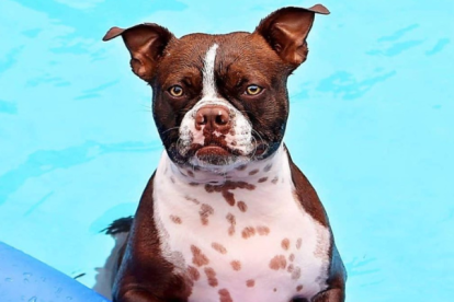 Su dueña, Lisa Mazurek, asegura que Thor pasa diariamente dos horas en el agua.