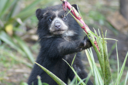Foto de referencia del oso de anteojos, de la selva Andina ecuatoriana.