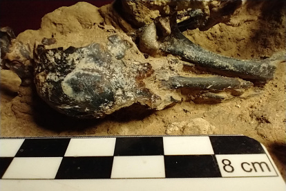 Fotografía cedida por el Museo Paleontológico Fray Manuel de Torres de un fósil de un pájaro carpintero prehistórico, en San Pedri (Argentina).