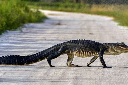 Fotografía referencial caimán.