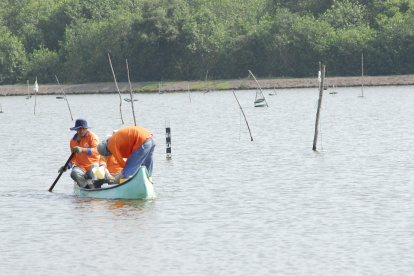 Trabajo. Dos personas en sus labores en una piscina de camarón.