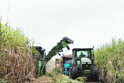 Producción.- Una imagen de la zafra de los años anteriores.