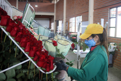 Productos como las flores que hoy pagan,