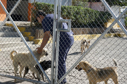 Veterinaria. El perro atacó a un niño de tres años y ahora es evaluado.