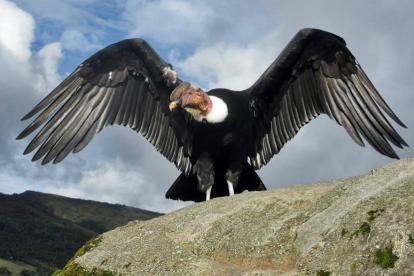 En el Ecuador el cóndor es considerado como el Rey de los Andes y símbolo emblemático de la nación.