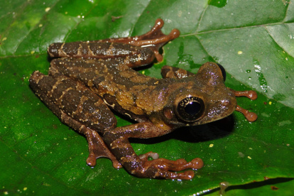 Una nueva especie de rana que habita la selva alta de Perú central