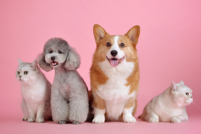 En Ecuador, las mascotas pueden tener cédula.