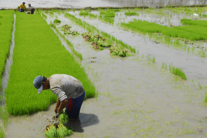 Agro.- Un agricultor trabaja en su cultivo de arroz.