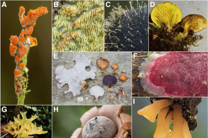 Documento. Investigadores del Instituto Nacional de Biodiversidad desarrollaron un estudio.