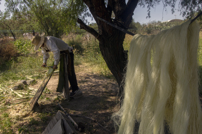 Pistas. Abraham Mayorga trabaja en el proceso de la fibra de ixtle, en el poblado Villa Progreso (México).