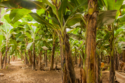 Desde el inicio de 2023 hasta el final de mayo se habían decomisado en Ecuador unas 87 toneladas de drogas.