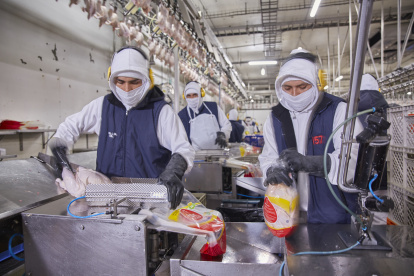 Inversión. Pronaca, firma que hoy prevé el 32 % del pollo que se consume en el país, invierte $ 25 millones en ampliación de planta de balanceado.