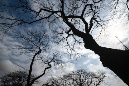 Hecho. En diferentes sectores de la ciudad se registran árboles sin hojas.