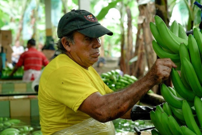 Hacienda.- Una persona trabaja alistando al banano que será exportado.