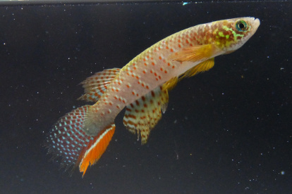 Fotografía sin fechar cedida por Heinz Arno Drawert, que muestra un pez que puede sobrevivir fuera del agua.