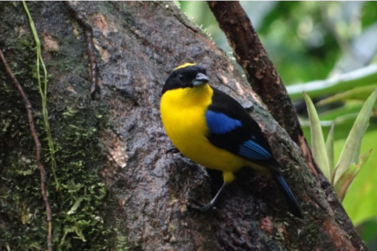 Ambiente. En Quito y sus bosques hay más de 500 especies de aves.