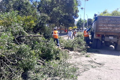 Árbol caído en el sector redondel del Mercado Mayorista.