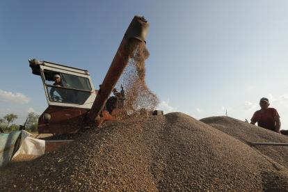 Agricultores arrojan grano de una cosechadora combinada durante una cosecha cerca de Kiev, Ucrania, el 18 de julio de 2023.