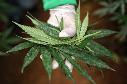 Vista de unas hojas cannabis medicinal, en una fotografía de archivo.