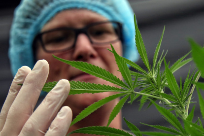 Imagen referencial. Planta de cannabis.