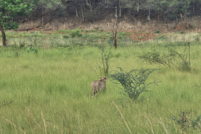 La muerte de ocho de los primeros guepardos africanos que llevan menos de un año en la India como parte de un proyecto para reintroducir esta especie, incluidas tres crías, ha puesto en jaque el programa mientras las llamadas a la calma de los expertos contrastan con la destitución de su principal arquitecto. EFE/ The Cheetah Metapopulation SOLO USO EDITORIAL/SOLO DISPONIBLE PARA ILUSTRAR LA NOTICIA QUE ACOMPAÑA (CRÉDITO OBLIGATORIO)