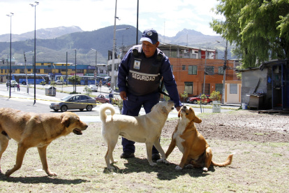 Común. En el sur, centro y norte de la urbe existen barrios que decidieron dar protección y cuidado a los animales que llegaron buscando abrigo, pero ser sus tenedores no es opción.