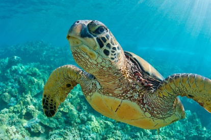 La fidelidad de las tortugas por estos espacios es grande