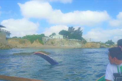 Situación. El animal quedó encallado entre arena y piedras.