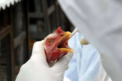 Suspendido. Por la alerta, Japón detuvo las importaciones.