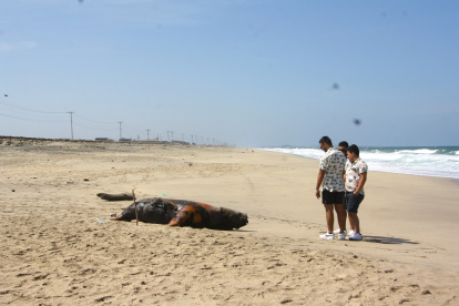 Hecho. Varios turistas se detuvieron a observar el cadáver de los lobos marinos.