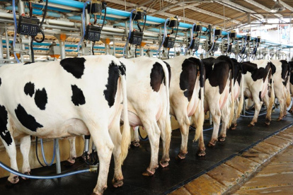 Producción.- La extracción de leche con tecnología.