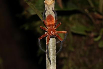 La araña cangrejo gigante, recién descubierta en el Parque Nacional Yasuní.