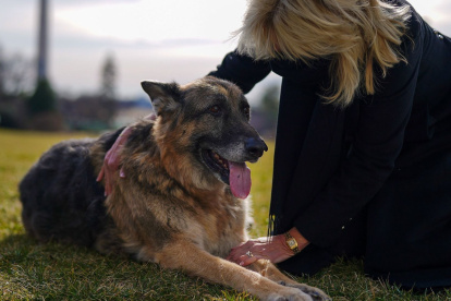 Presencia. Jill Biden acaricia al desaparecido Champ en los alrededores de la Casa Blanca, en enero de 2020.