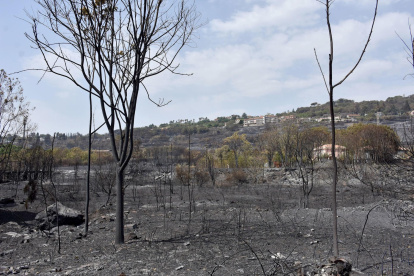 El gran incendio que afectó al litoral de Apulia fue controlado por los bomberos.
