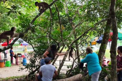 Actividades. En los cuatro sábados se han  organizado varios eventos en el mes que Tena dedica a la cultura .
