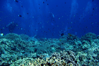El grupo ambientalista aboga por el bienestar de los ecosistemas marinos.