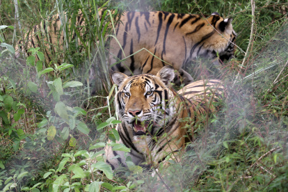 India. Los ejemplares son censados constantemente.