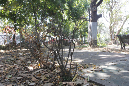 Los árboles y plantas del parque Antonio Neumane se han marchitado.