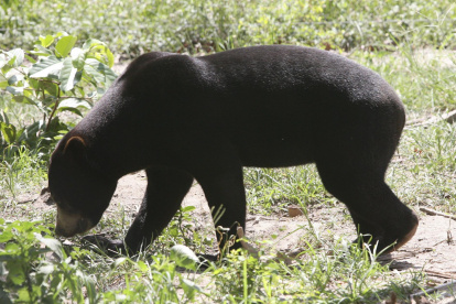 Un ejemplar de oso malayo similar al del zoológico de Hangzhou, en el este de China.