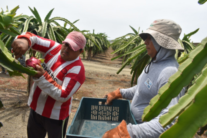 Productos como la pitahaya y la cerámica podrían entrar libre de aranceles al mercado de este país centroamericano.