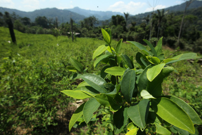 Fotografía de archivo de un cultivo de coca en Peru.