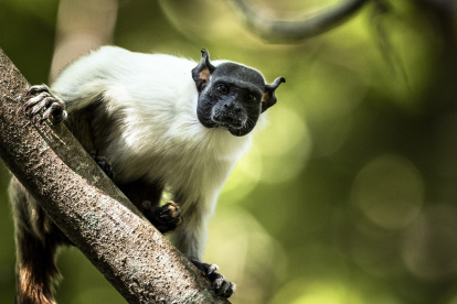 Silvestres. Uno de los monos tamarino calvo, aparece en un área protegida.