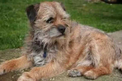 Los agentes encontraron al animal, visiblemente cansado, tras recibir de madrugada una llamada que alertaba de la presencia de un perro que vagaba solo por la carretera hacia Chancy