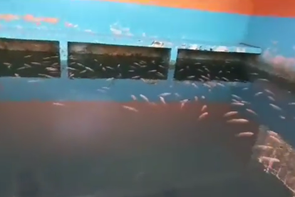 Historial. De acuerdo a    militares, la piscina data de varios años atrás.