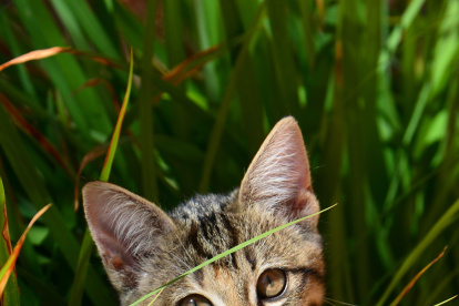 Un gato come se lleva a la boca un trozo de hierba fresca.