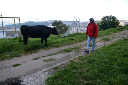 Muestra. En el parque del barrio Salvador Allende, hay una vaca que dejan todos los días.