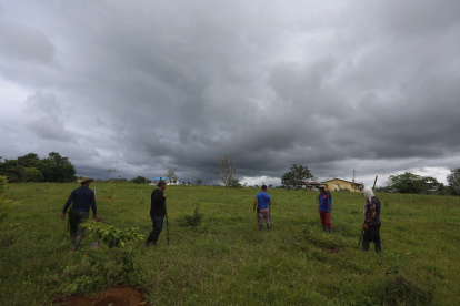 Labor. Campesinos limpian un lote reforestado.