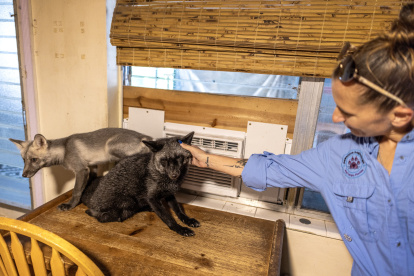 Refugio. Nicole Navarro, fundadora y presidenta de Pawsitive Beginnigs.