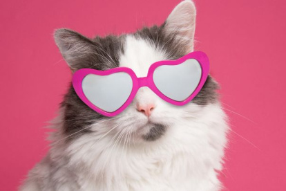 En 2002 el Fondo Internacional para el Bienestar de los Animales (IFAW, por sus siglas en inglés) estableció al 8 de agosto como el Día Internacional del Gato.