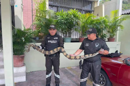 Esas son las boas constrictoras que se han hallado estos días en Guayaquil. En la imagen, las encontradas en Urdenor.
